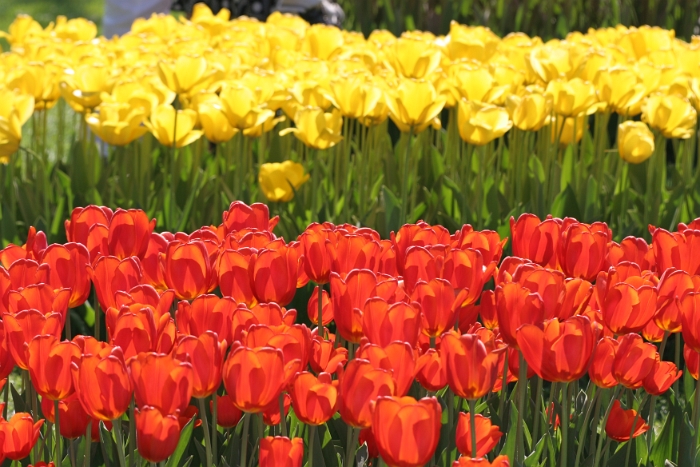 Tulipes a Morges 2007 - 071